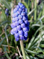 Photos Muscari armeniacum - Armenian grape hyacinth
