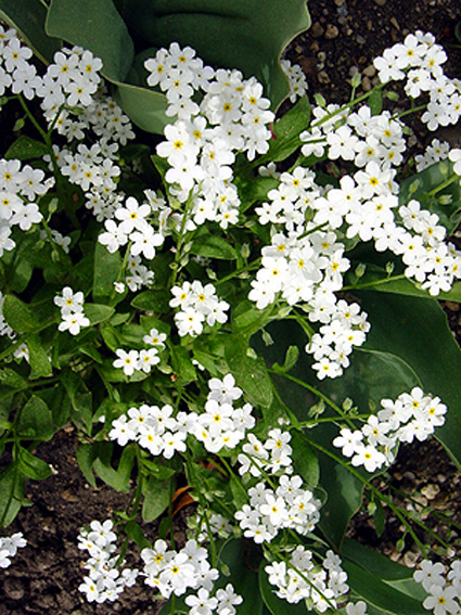 Photos Myosotis alpestris - Forget-Me-Not
