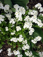 Myosotis alpestris - Wald-Vergi�meinnicht Snowsylva