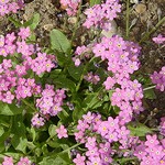 Photos Myosotis spec.