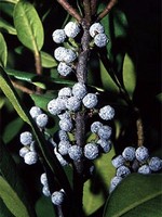 Photos Myrica pensylvanica
