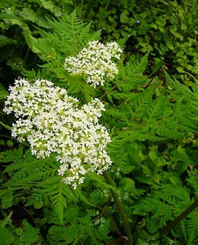 Photos Myrrhis odorata - Anise