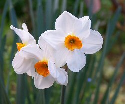 Bulbi Narcissus