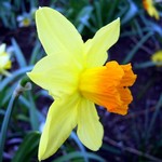 Photos Narcissus