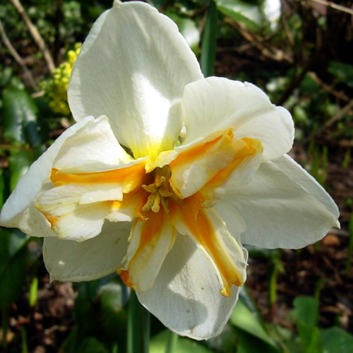 Narcissus Plant Related Keywords amp; Suggestions  Narcissus Plant Long 