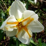 Photos Narcissus
