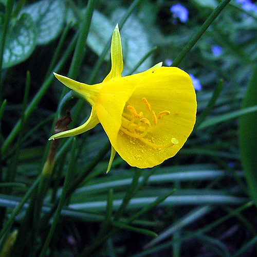 Photos Narcissus bulbodicum - Daffodil