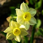 Photos Narcissus