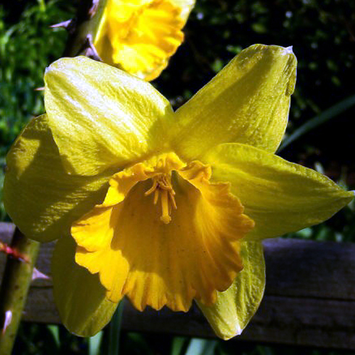Photos Narcissus - Daffodil