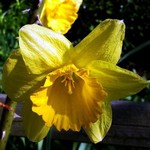 Photos Narcissus