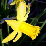 Photos Narcissus cyclamineus