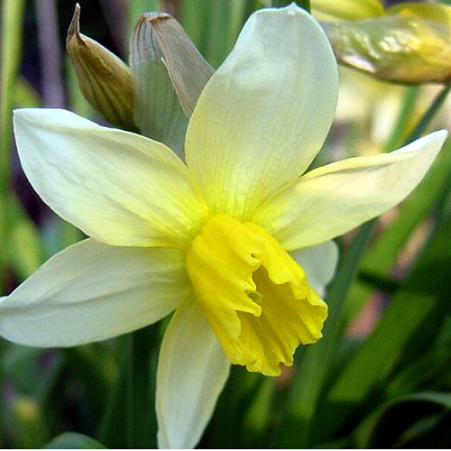 similar results narcissus avalanche jay yourch narcissus tazetta 