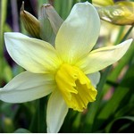Photos Narcissus cyclamineus
