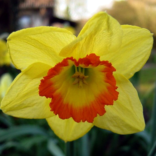 Photos Narcissus - Daffodil