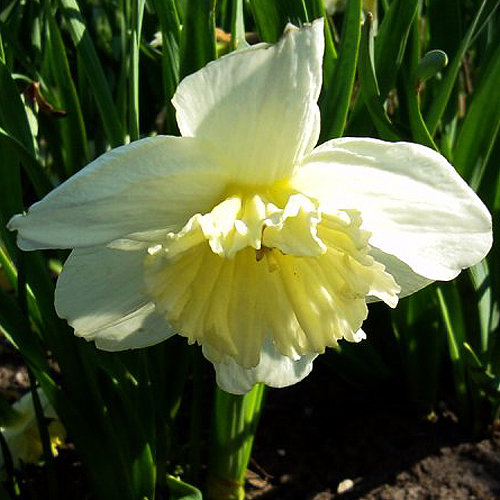 Photos Narcissus - Daffodil