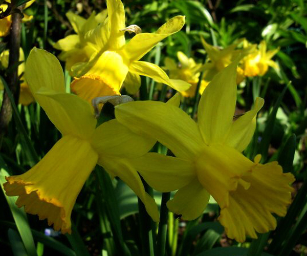 Narcissus jonquilla  Jonquil