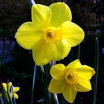 Photos Narcissus jonquilla - Jonquil
