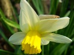 Photos Narcissus minor