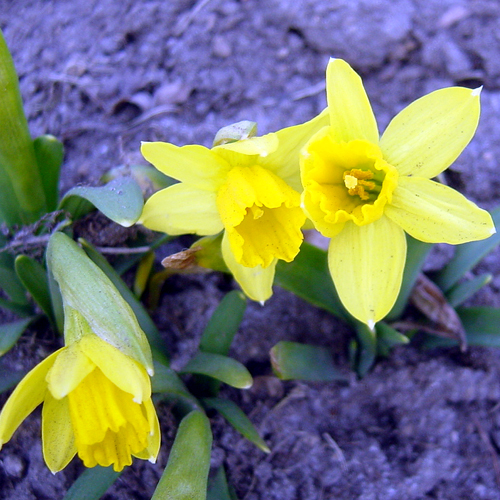 Fotos Narcissus minor var. minimus - 
