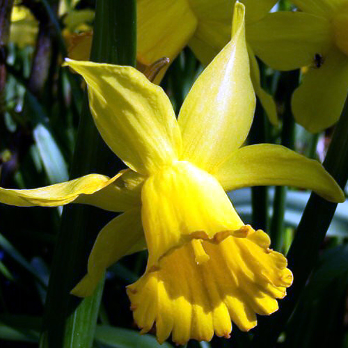 Photos Narcissus obvallaris - Daffodil