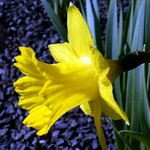 Photos Narcissus x odorus