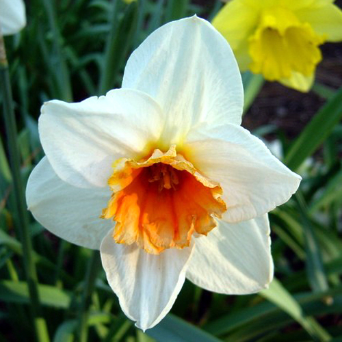Narcissus Daffodil Narcissus Daffodil