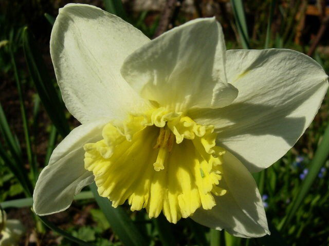 Photos Narcissus - Daffodil