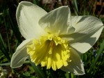 Photos Narcissus