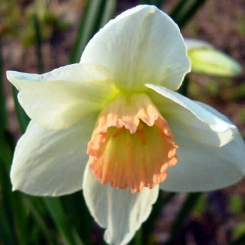 Photos Narcissus - Daffodil