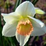 Photos Narcissus