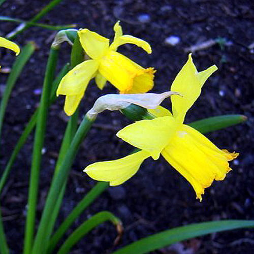 garden  Narcissus triandrus  Daffodil