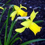 Photos Narcissus triandrus