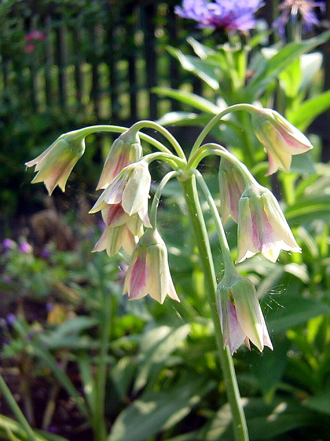 Nectaroscordum siculum