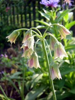 Nectaroscordum siculum - 
