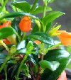 Nematanthus gregarius