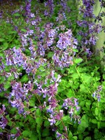 Photos Nepeta faassenii