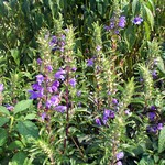 Photos Nepeta grandiflora