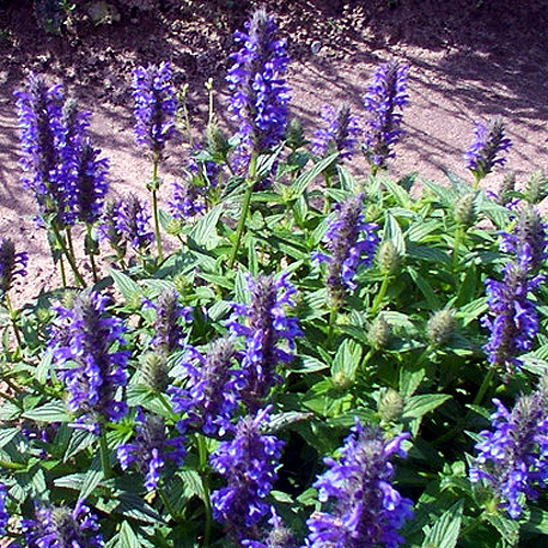 Photos Nepeta nervosa - Catmint