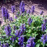Photos Nepeta nervosa