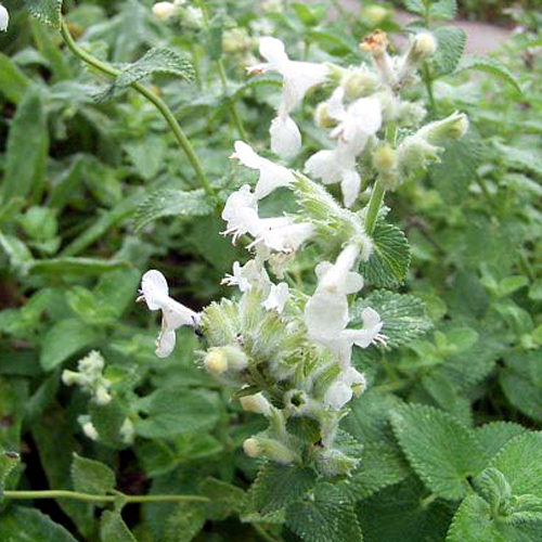 Fotos Nepeta racemosa - 