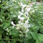 Photos Nepeta racemosa - Catmint