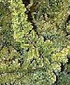 Nephrolepis