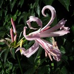 Nerine bowdenii - Nerine, Jersey-Lilly