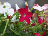 Download nicotiana