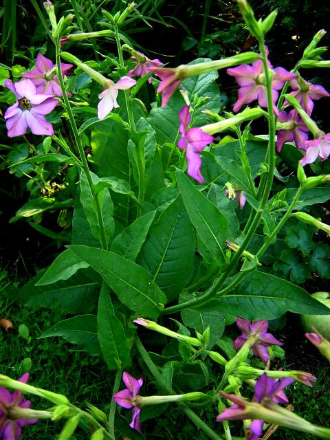 Photos Nicotiana alata - jasmine tobacco