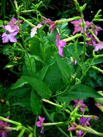 Nicotiana alata - Ziertabak