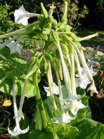 Nicotiana sylvestris - Tabak