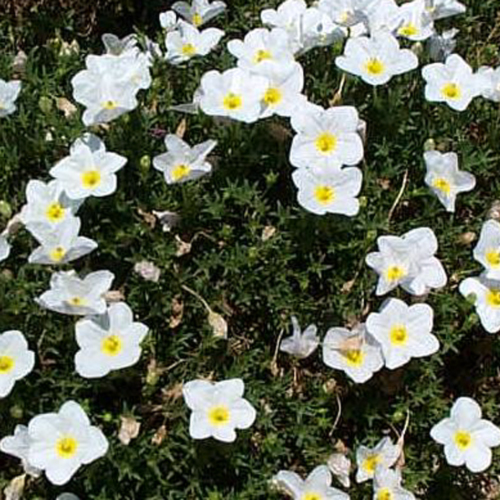 Photos Nierembergia repens - Cup flower