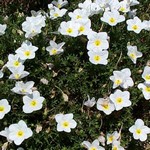Nierembergia repens - Wei�becher