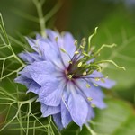 Nigella damascena - Schwarzk�mmel, Jungfer im Gr�nen